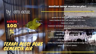 terapi pleci dextro 87 plus masteran kenari sahdu dextro87omacuzdx87