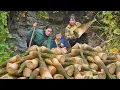 Download Lagu Harvesting Wild Bamboo Shoots \u0026 How to Process and Preserve Them for Long-Term Use | SURVIVAL ALONE