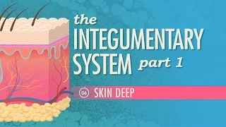 Download The Integumentary System, Part 1 - Skin Deep: Crash Course Anatomy \u0026 Physiology #6 MP3
