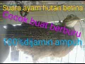 Download Lagu suara ayam hutan hijo betina cocok buat pikat pejantan