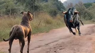 When Animals Messed With The Wrong Opponent !