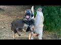 When You re Living With the Most Clumsy Comedian Dog Ever Funny Animal s