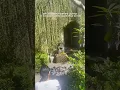 Download Lagu $20 Massage at the Most Beautiful Spa in Ubud, Bali | ANJEEZ #baliindonesia #balitravelguide #bali