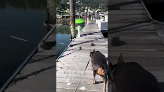 Good morning. #fyp #dream #doberman #pets #youtube