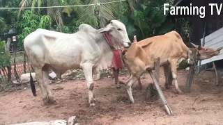 the best time if cow meeting first time in my farming