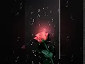 Pink vintage roses Animated