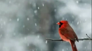 اغنية مشوار طويل من فيلم النمر الأسود دندنها
