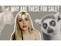 BUYING EXOTIC ANIMALS ONLINE Weird Pet Trade Website