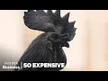 Download Lagu Why Ayam Cemani Chickens Are So Expensive | So Expensive | Insider Business