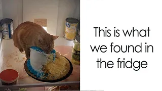 Funny And Adorable Animal Memes That Are Guaranteed To Brighten Your Day