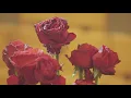 平井 大 / Making of はじまりの歌 with 葉加瀬太郎（Short Ver.）
