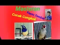 Download Lagu Cucak Cungkok \u0026 Kapas Tembak Mp3. Burung Masteran
