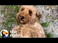 Golden Doodle Rescued From Puppy Mill Plays For The First Time The Dodo