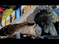 Download Lagu Schokkend moment bij het kappen van zeldzaam hout. Gevaarlijk en vol horror!!