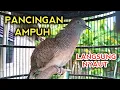 Lagu PERKUTUT BANGKOK GACOR SUARA TERBAIK UNTUK PANCINGAN SEMUA PERKUTUT 