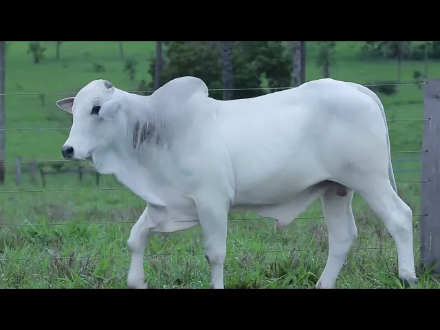 Touro Nelore OCT - 174