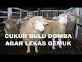 Download Lagu Cukur Bulu Domba Agar Lekas Gemuk