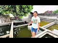 Download Lagu Ini baru Review paling banyak di tunggu ‼️Review harga ikan hias langsung ke pengepul