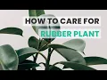 BEST TIPS HOW TO CARE FOR RUBBER PLANT FICUS ELASTICA CARE GUIDE