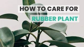 BEST TIPS HOW TO CARE FOR RUBBER PLANT FICUS ELASTICA CARE GUIDE