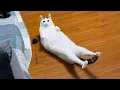 Download Lagu Cats Get Way Too Dramatic 😂 Best Funny Cat Videos 2025