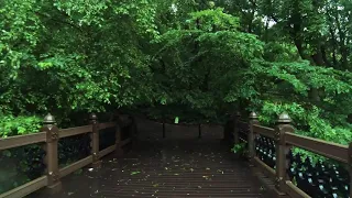 المشي تحت المطر في الغابة يوم ممطر و تمشية وجولة سريعة في سانترال بارك في مانهانتن نيويورك 