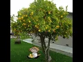 Neco arc - Lemon tree