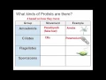 SCI7 - Protists