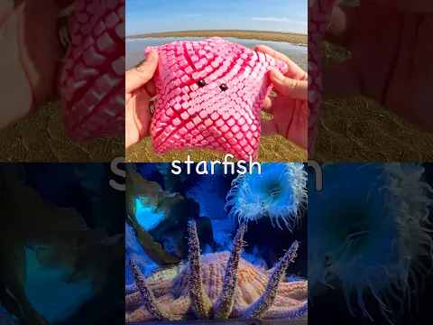 Sea Animal Names for Kids | Toy Learning Fun at the Beach: Starfish Seahorse Crab Dolphin Turtle