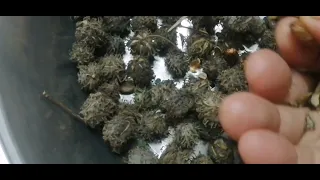 طريقه عمل زيت الخروع و كميه زيوت وكل زيت لي فايده احلي من التاني 