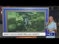 Adopt Cletus from Pinellas County