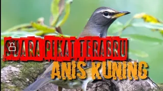 suara pikat anis kuning terbaru 2026 kuoka aniskuning shots nature burunganiskembanggacor 