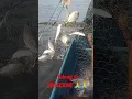 Download Lagu ikan penuh jaring ‼️ikan perairan laut Maluku ‼️ tolong di SUBSCRIBE #ikan #fishing #mancing