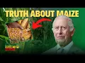 Download Lagu Why the British Colonialists Brought Maize to Kenya