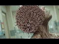 Download Lagu ASMR distemper satisfying trypophobia Larva head cing BELLY|ASMR treatments colour fit @filmiASMR