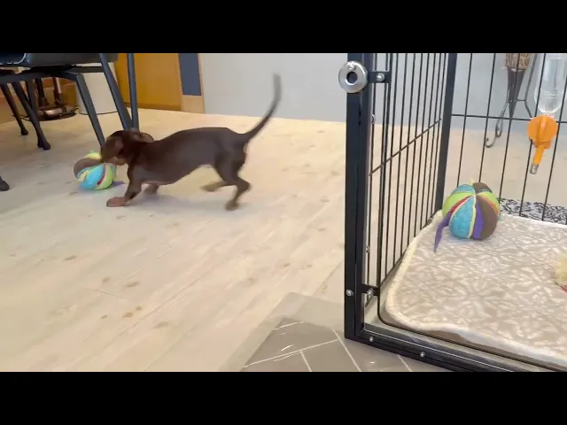 動画