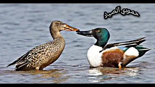 صوت حذاف بربش ابو زله 