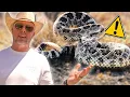 Rattlesnakes 101 What You Need to Know to Stay Safe