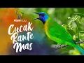 Download Lagu SUARA MASTERAN CUCAK KINOI FULL TEMBAKAN - KINOY GACOR - CUCAK RANTE MAS | CUNGKOK MINI