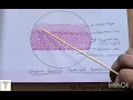 Stratified Squamous Keratinized Epithelium