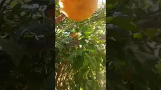 اللهم بارك لنا فيما رزقتنا وقنا عذاب النار 