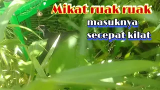 Download Mikat ruak ruak..masuknya secepat kilat MP3