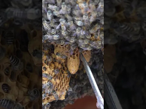 Cutting Open a Queen Cell After 12 Days of No Emergence  #apiscerana