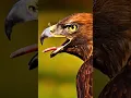 Download Lagu 8 Krachtigste adelaarsoproepen ter wereld - Originele geluiden! Korte roep