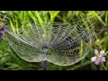 Spider's Web