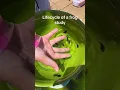 Life cycle of a frog study