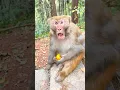 Download Lagu Funny monkey #funny #monkey #funnyanimal #funnyvideo #foryou #monkeyvideo