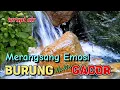 Download Lagu terbaik untuk terapi burung biar makin gacor, merangsang emosi burung