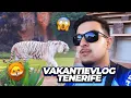 Download Lagu TIJGER VALT MIJ AAN IN TENERIFE OP VAKANTIE!