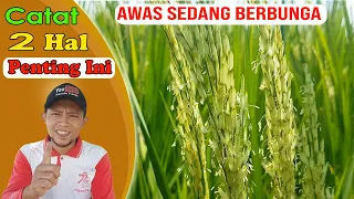 Download CARA MERAWAT TANAMAN PADI SAAT BERBUNGA MP3